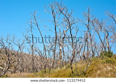 burnt trees after  the fire . Carmel.Israel.