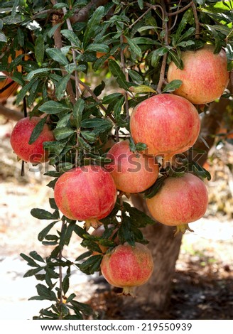 Red pomegranate fruit on the tree in leaves