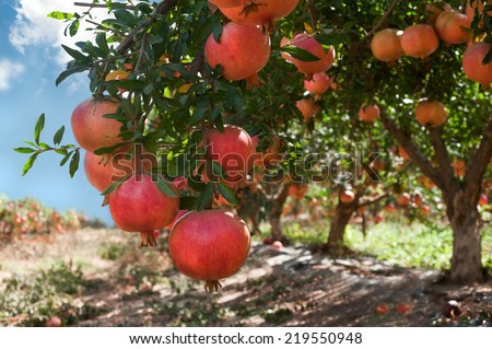 Red pomegranate fruit on the tree in leaves