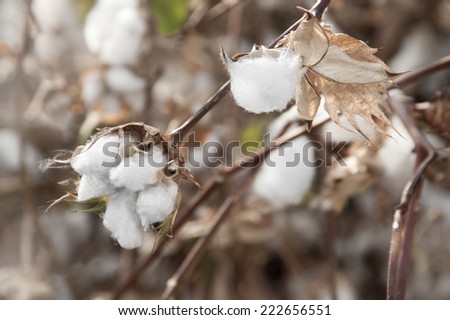 cotton fields white with ripe cotton