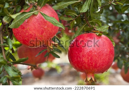 Ripe pomegranate fruit on  tree branch.