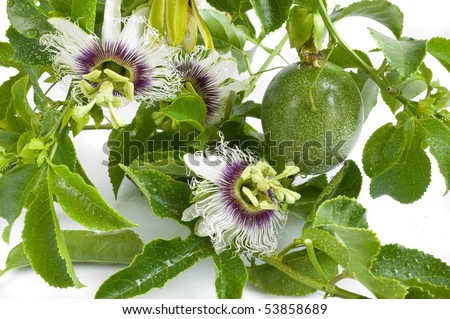 flowers and fruits of Passiflora on white background