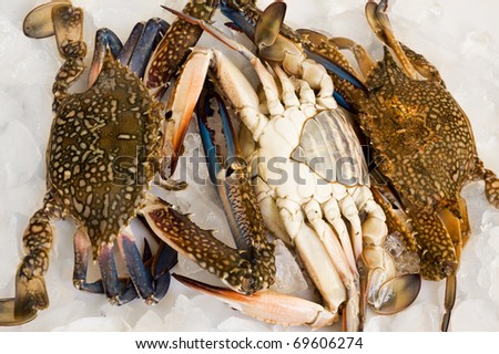 fresh crabs  on ice slices