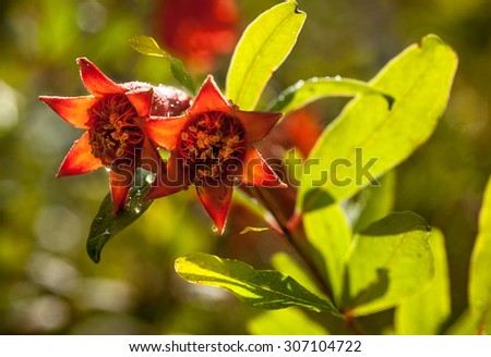 Branch with pomegranate blossoms