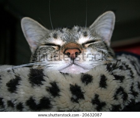 Tabby cat sleeping in a leopard faux fur bed