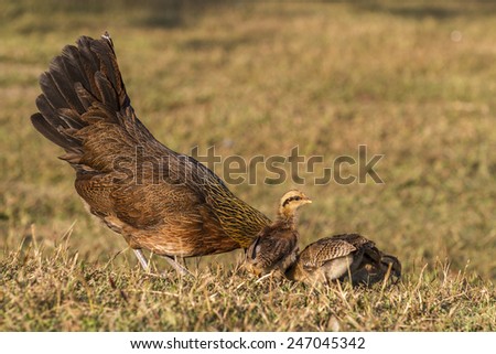 Pet Bantam hen with new born chickens baby chicks foraging for feed