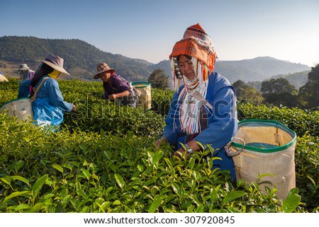 CHIANG RAI, THAILAND - DEC 04: Women from Thailand breaks tea leaves on tea plantation on December 04, 2012 on a tea plantation at Doi Mae Salong , Chiang Rai, Thailand.