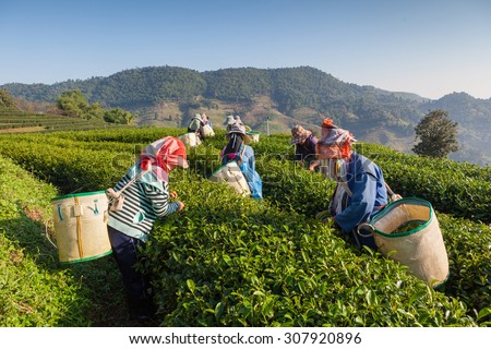 Women from Thailand breaks tea leaves on tea plantation