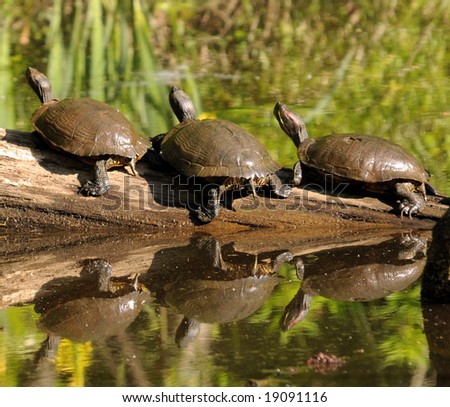 Three Turtles Looking On