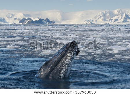 Humpback Whale looking from blue sea, with icy mountain background, Antarctica