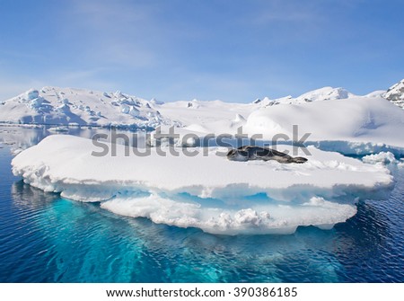 Leopard seal resting on ice floe, looking at the photographer, blue sky, with icebergs in background, cloudy day, Antarctic peninsula