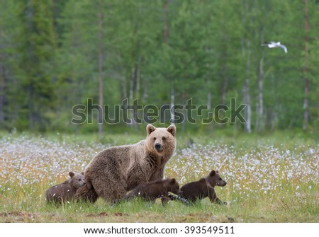 Female brown bear with three cubs, walking in the grass, with forest background, Finland, Europe