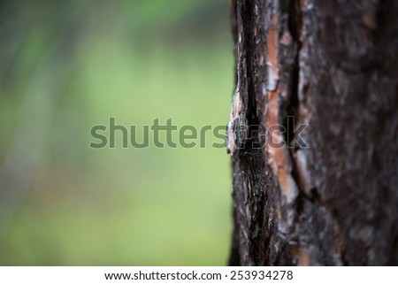 Thick tree trunk photo for you