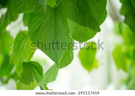 Green postcard with leaf, place for your text photo for you