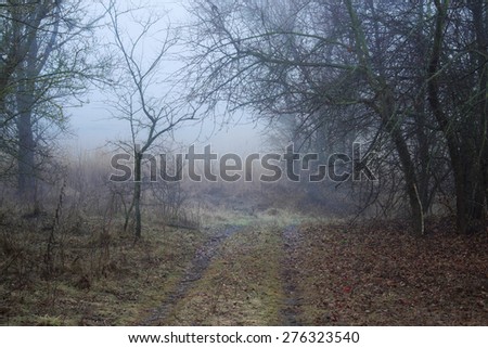 beauty morning\'s fog over the mystic forest