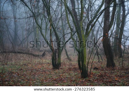 beauty morning\'s fog over the mystic forest