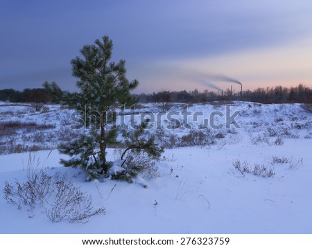 beautiful winter pine sheltered snow at sunset