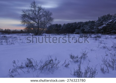beautiful winter forest sheltered snow at sunset