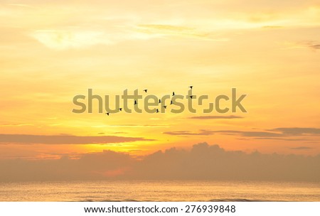 beautiful sky on sunset or sunrise with flying birds to the sun, natural background