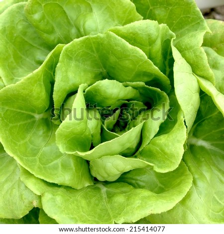 Hydroponic vegetable: Butter head (Close-up)