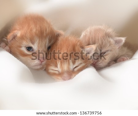 three little red kittens slipping under white blanket