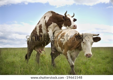 Two cows in nature. Green grass and blue sky with clouds