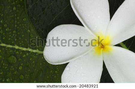 exotic tropical flowers white colour