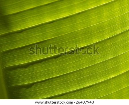 fresh green leaf factored close up macro