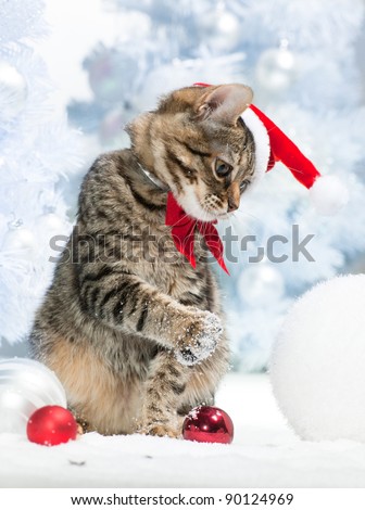 Christmas cat in red santa\'s hat  near christmas tree