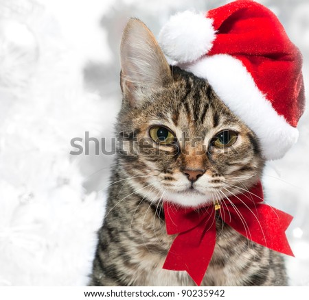 Christmas cat at red santa\'s hat  near christmas tree