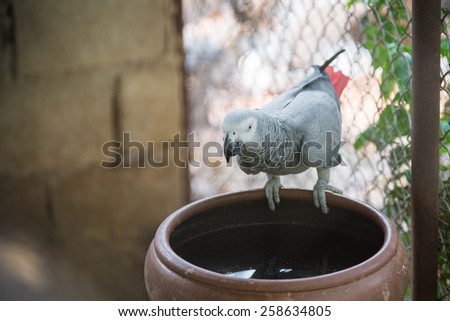 Gray Parrot eating water