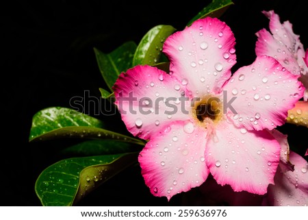 Pink Flower, Adenium obesum tree, Desert Rose, Impala Lily, Mock Azalea