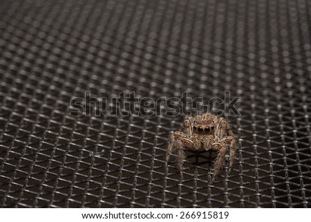 Spider on mosquito wire screen