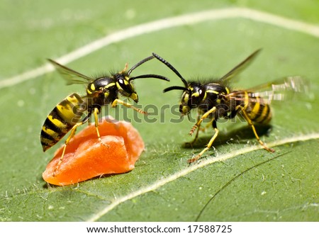 Two wasps are fighting and sharing the profit