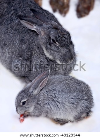Little rabbit sitting together with doe-rabbit