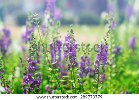 Purple flowers salvia shiny green leaf blossom background in meadow soft art beautiful