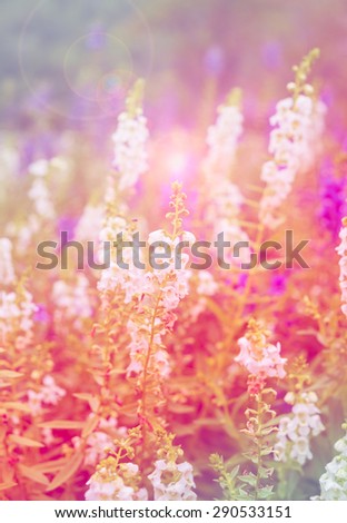 White purple pink blue flowers salvia shining background colors blossom in meadow soft beautiful ornamental background