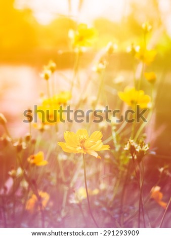 Cosmos flower bloom plant shine sweet colorful sunshine beautiful in garden country background