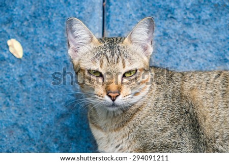 Cat pet eyes yellow looking stare thinking disingenuous hypocrisy wily living asia blue background
