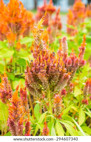 Cockscomb flower plant head red orange yellow in nature park and bee insect hold beautiful color bright