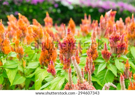 Cockscomb flower plant head red orange yellow in nature park and bee insect hold beautiful color bright