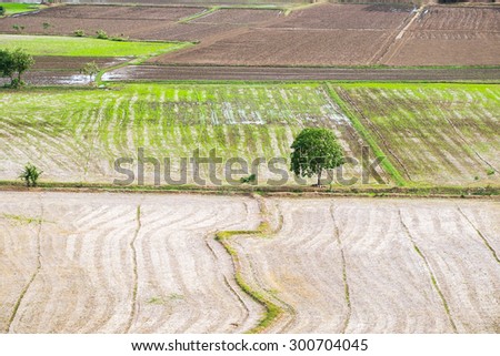 Tree arid lonely rice field wat tham sua area, kanchanaburi