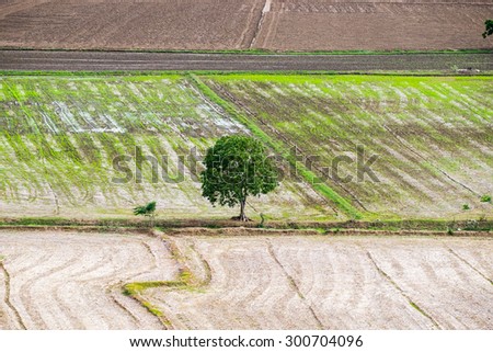 Tree arid lonely rice field