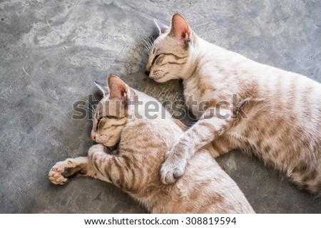 Two cat kitten brethren sleeping hug embrace