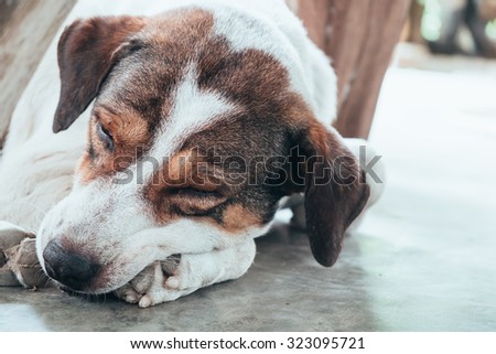 Dog pet big face wrinkle white body brown eye sleeping