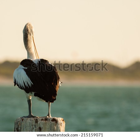 Pelican standing on a post at sunset.  Picture taken from behind the bird.