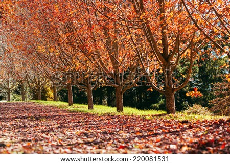 Fall tree row