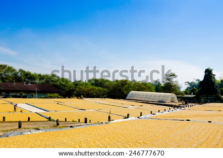 Coffee drying in the sun, coffee production at Doi Tung, Chiang Rai, Thailand