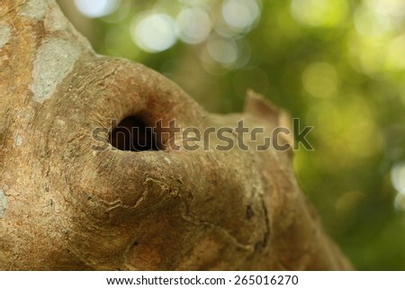Tree hole with white brown bark