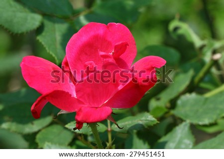 Knock Out rose (Rosa rugosa)